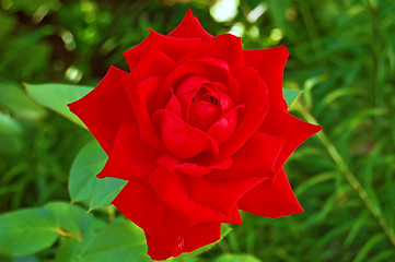 Image showing Flowering red rose