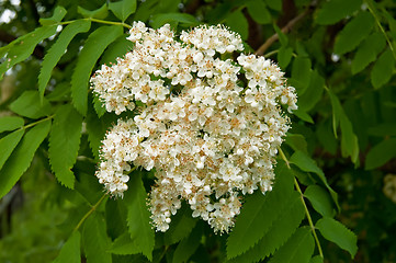 Image showing Flowering rowan