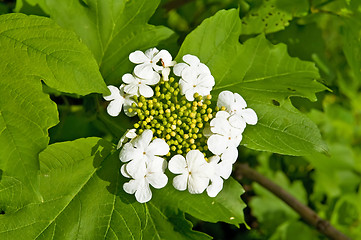 Image showing Flowering viburnum