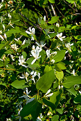 Image showing Flowering white honeysuckle