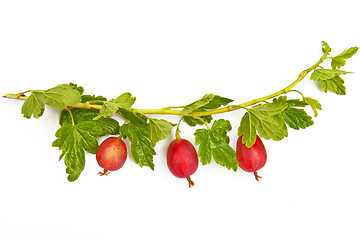 Image showing Gooseberries on a branch