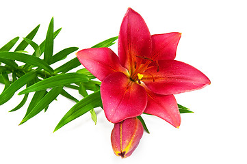 Image showing Lily red