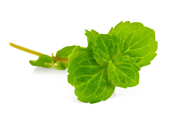 Image showing Sprig of fresh green mint