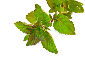 Image showing Sprig of green mint 