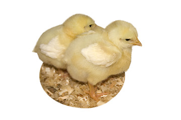 Image showing Baby Chicks