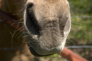 Image showing Horse Nose