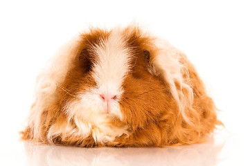 Image showing long hair guinea pig