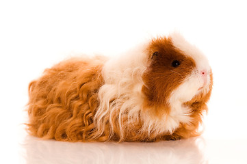 Image showing long hair guinea pig