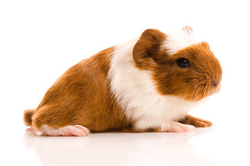 Image showing baby guinea pig