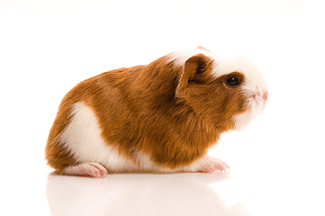 Image showing baby guinea pig