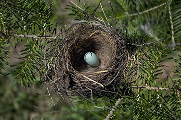 Image showing Chipping Sparrow Egg