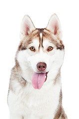 Image showing siberian husky dog