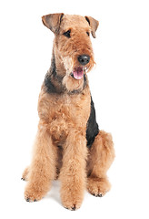 Image showing Airedale Terrier dog isolated