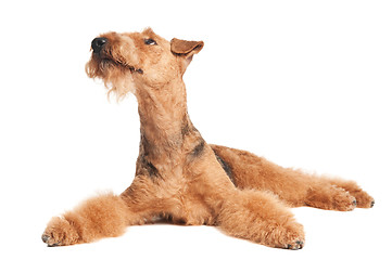 Image showing Airedale Terrier dog isolated