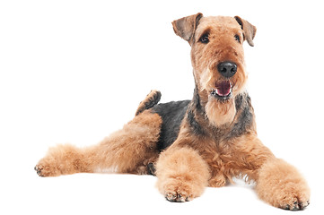 Image showing Airedale Terrier dog isolated