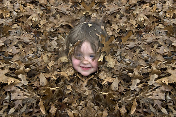 Image showing Leaf Pile