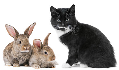 Image showing Kitten cat and rabbit bunny