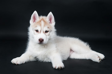 Image showing husky puppy over black