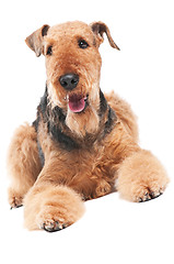 Image showing Airedale Terrier dog isolated