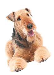 Image showing Airedale Terrier dog isolated