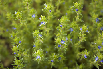 Image showing Tiny Blue Flowers