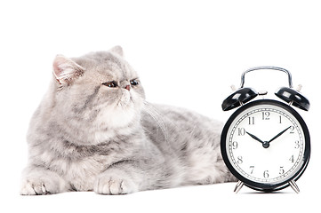 Image showing grey exotic kitty cat and clock