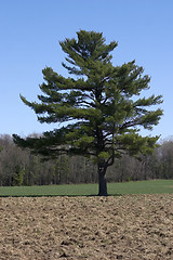 Image showing Solitary Tree