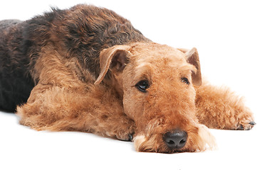 Image showing Airedale Terrier dog isolated