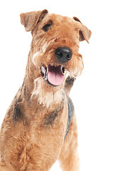 Image showing Airedale Terrier dog isolated