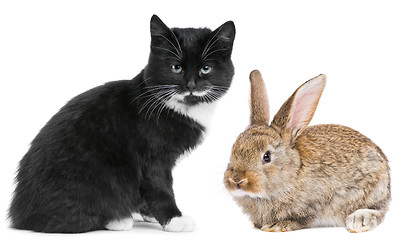 Image showing Kitten cat and rabbit bunny