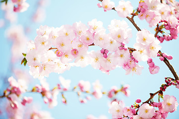 Image showing apricot tree flowers blossom