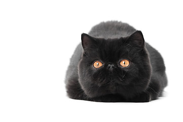 Image showing black exotic shorthair kitty cat