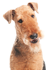 Image showing Airedale Terrier dog isolated