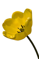 Image showing Isolated Yellow Tulip
