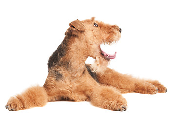 Image showing Airedale Terrier dog isolated