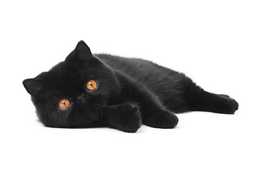 Image showing black exotic shorthair kitty cat