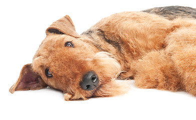 Image showing Airedale Terrier dog isolated