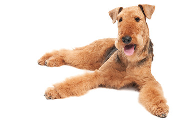 Image showing Airedale Terrier dog isolated