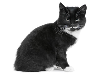 Image showing black kitten cat