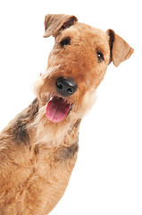 Image showing Airedale Terrier dog isolated