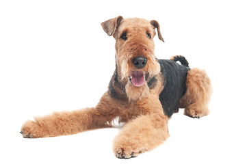 Image showing Airedale Terrier dog isolated