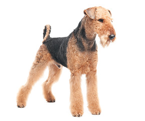 Image showing Airedale Terrier dog isolated