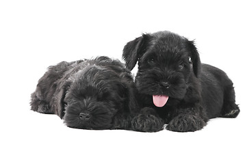 Image showing two black zwergschnauzer puppy isolated