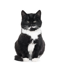 Image showing black kitten cat