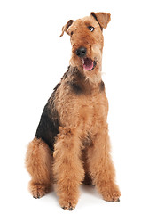 Image showing Airedale Terrier dog isolated