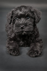 Image showing black zwergschnauzer puppy