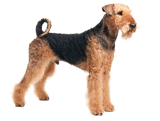 Image showing Airedale Terrier dog isolated