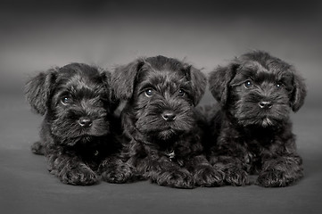 Image showing three black puppy of zwergschnauzer
