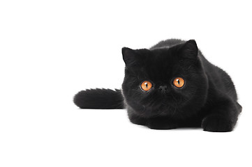 Image showing black exotic shorthair kitty cat