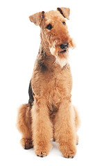 Image showing Airedale Terrier dog isolated